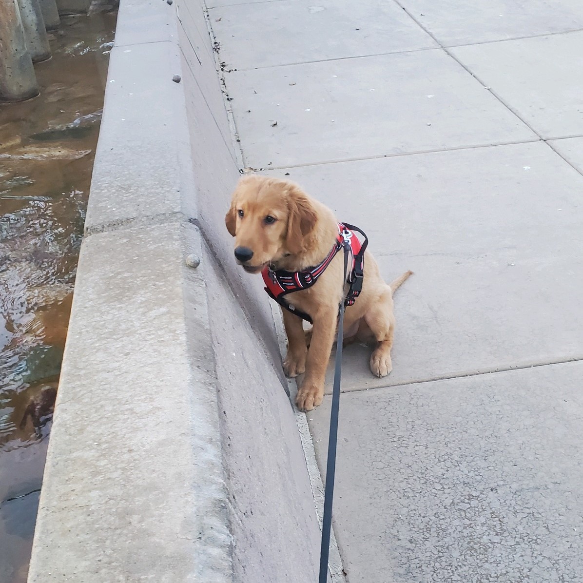 My Golden Retriever puppy, Fenix